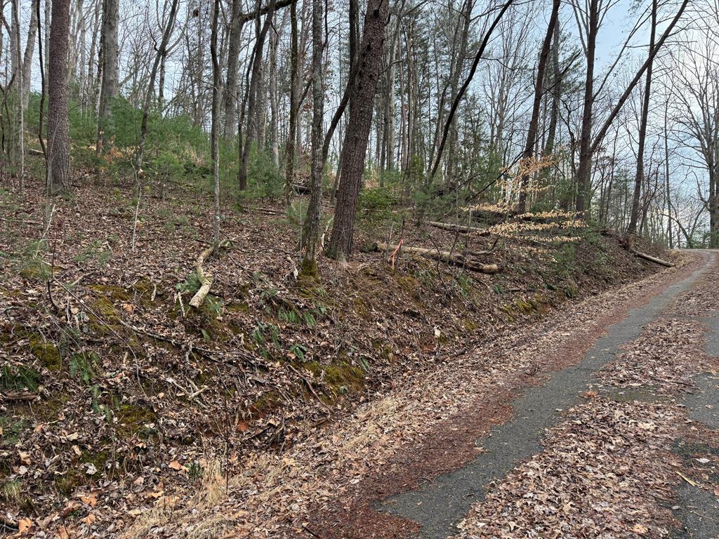a view of a forest with trees