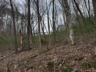 29-30 Sunset Drive Hamilton, GA 31811 - Photo 12 of 26 a view of a yard