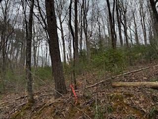 29-30 Sunset Drive Hamilton, GA 31811 - Photo 14 of 26 a view of a forest with trees
