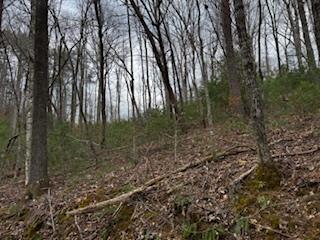 29-30 Sunset Drive Hamilton, GA 31811 - Photo 15 of 26 a view of a forest with trees in the background