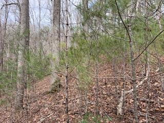 29-30 Sunset Drive Hamilton, GA 31811 - Photo 17 of 26 a view of a yard with a tree