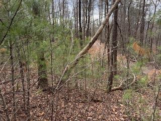 29-30 Sunset Drive Hamilton, GA 31811 - Photo 18 of 26 a view of trees and bushes