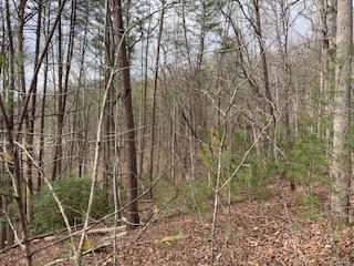 29-30 Sunset Drive Hamilton, GA 31811 - Photo 19 of 26 a view of forest