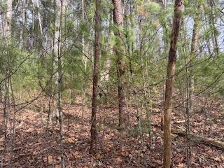 29-30 Sunset Drive Hamilton, GA 31811 - Photo 20 of 26 a view of a yard with a tree