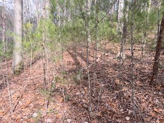 29-30 Sunset Drive Hamilton, GA 31811 - Photo 21 of 26 a view of a yard with a tree