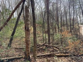 29-30 Sunset Drive Hamilton, GA 31811 - Photo 23 of 26 a view of forest