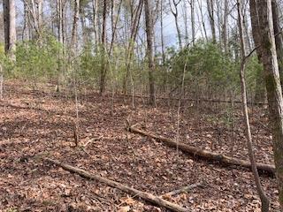29-30 Sunset Drive Hamilton, GA 31811 - Photo 24 of 26 a view of a yard with trees in the background