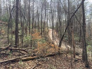 29-30 Sunset Drive Hamilton, GA 31811 - Photo 25 of 26 a view of a forest with a tree