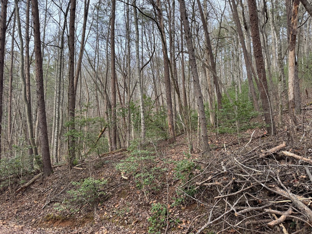 29-30 Sunset Drive Hamilton, GA 31811 - Photo 4 of 26 a view of backyard with green space