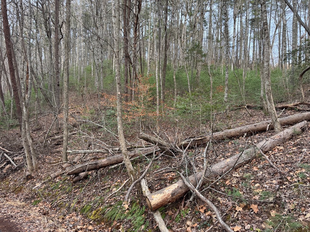 29-30 Sunset Drive Hamilton, GA 31811 - Photo 5 of 26 a view of a forest with a bench