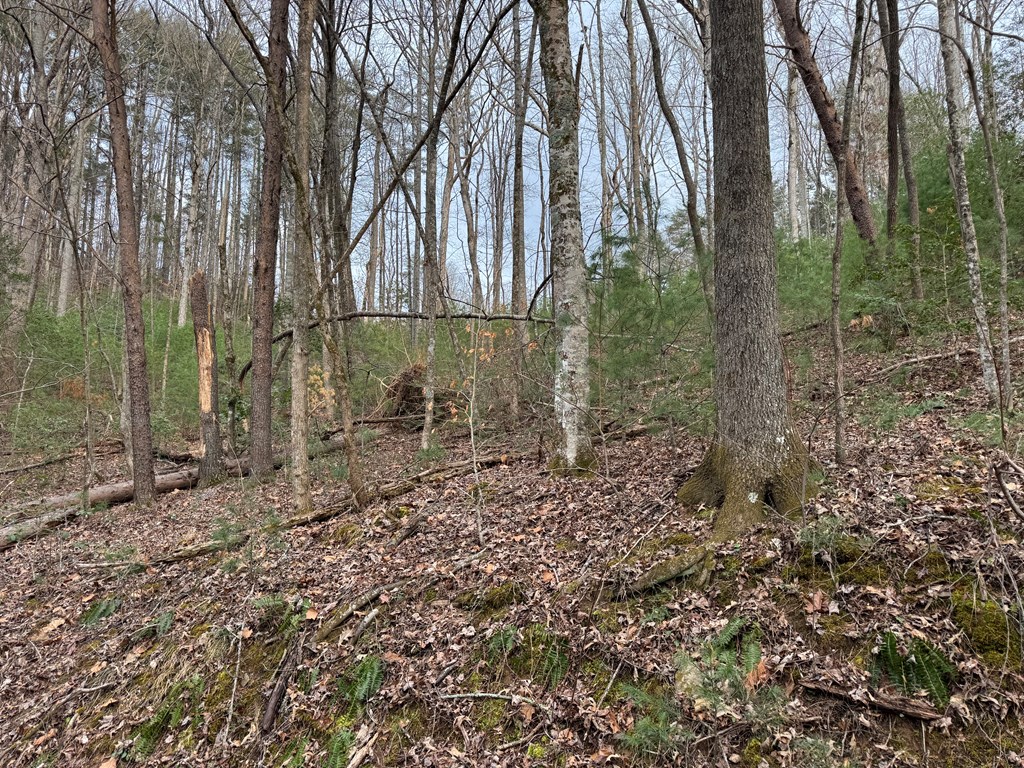 29-30 Sunset Drive Hamilton, GA 31811 - Photo 7 of 26 a backyard of a house with lots of green space