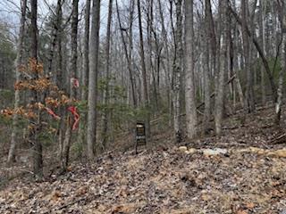 29-30 Sunset Drive Hamilton, GA 31811 - Photo 10 of 26 a view of a forest with a tree