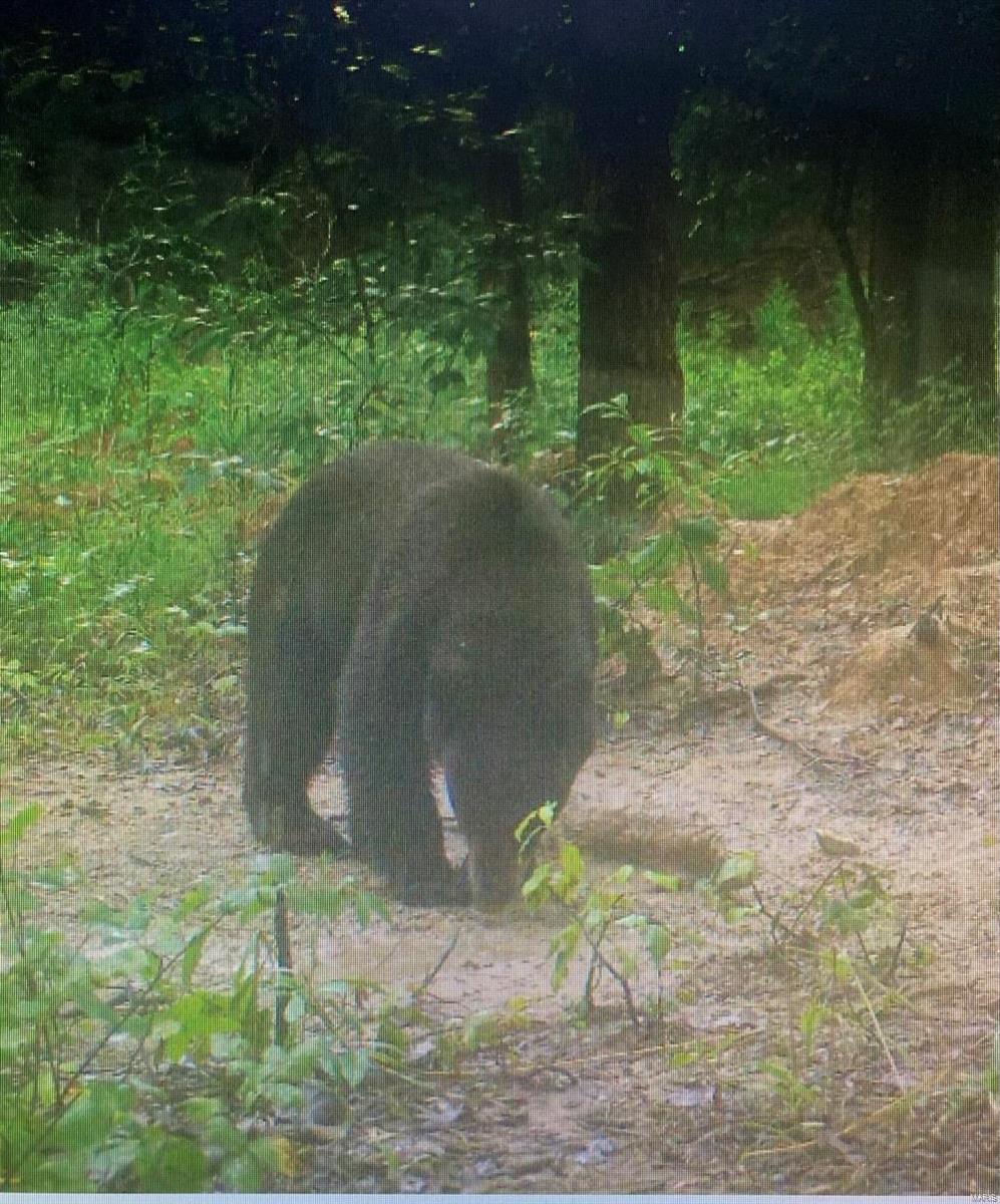 0 Null Highway Belle, MO 65013 - Photo 3 of 7