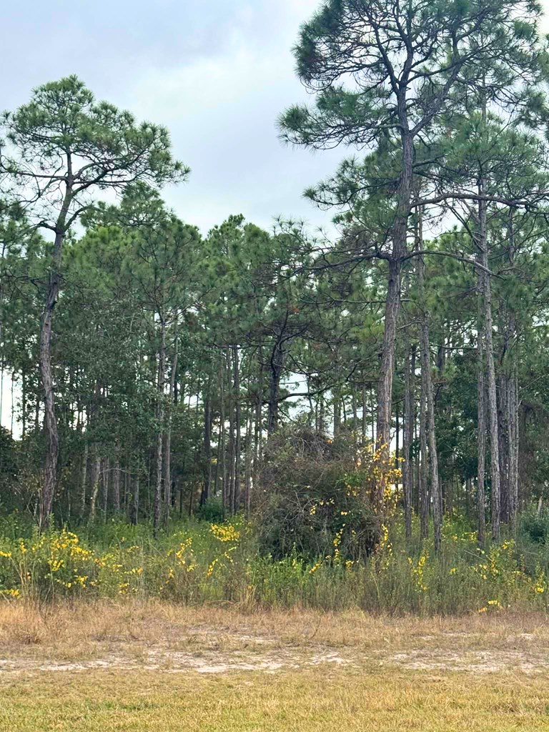 396 Ridgecrest Parkway Eastpoint, FL 32328 - Photo 3 of 5
