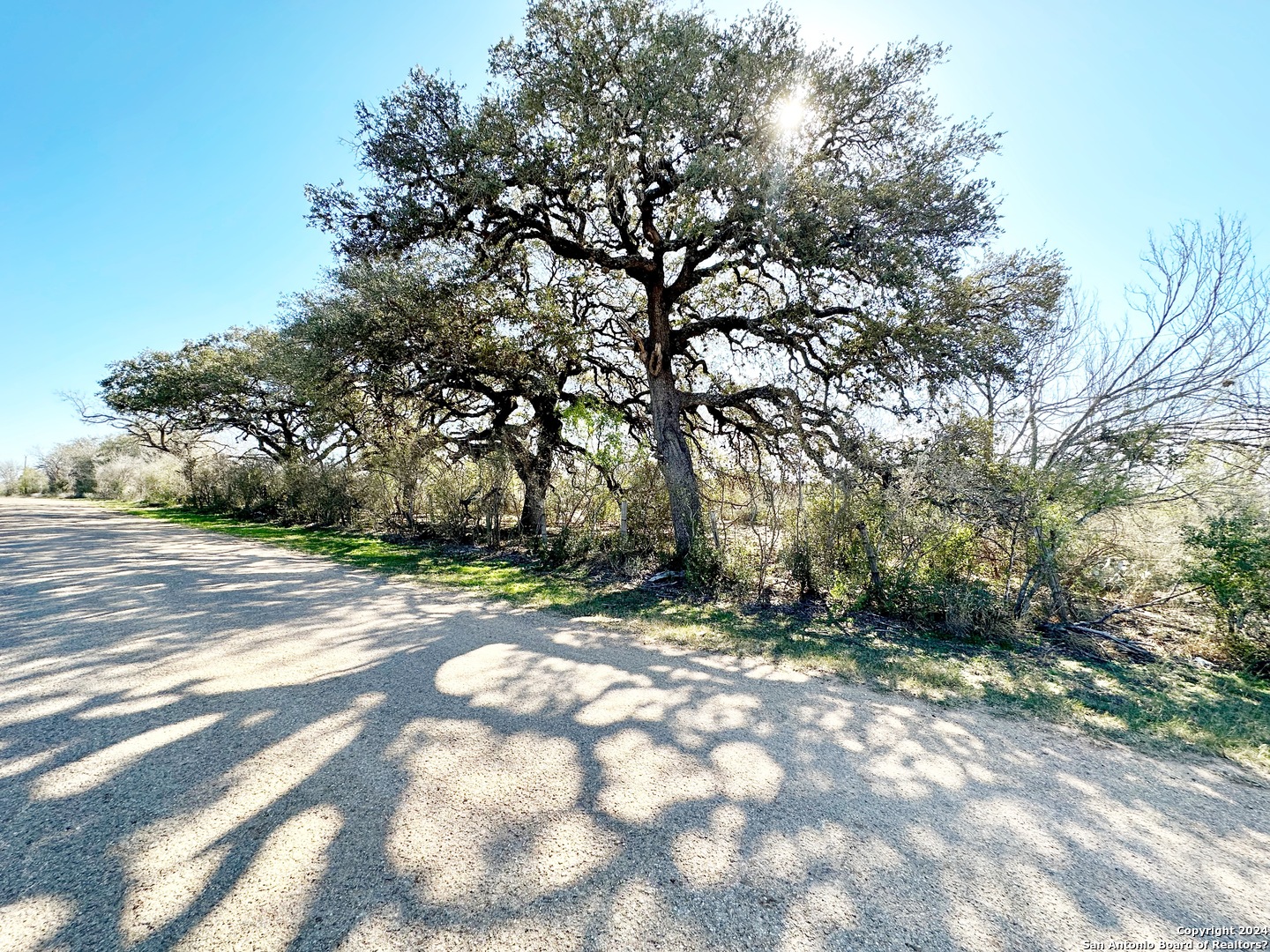 a view of a yard with trees