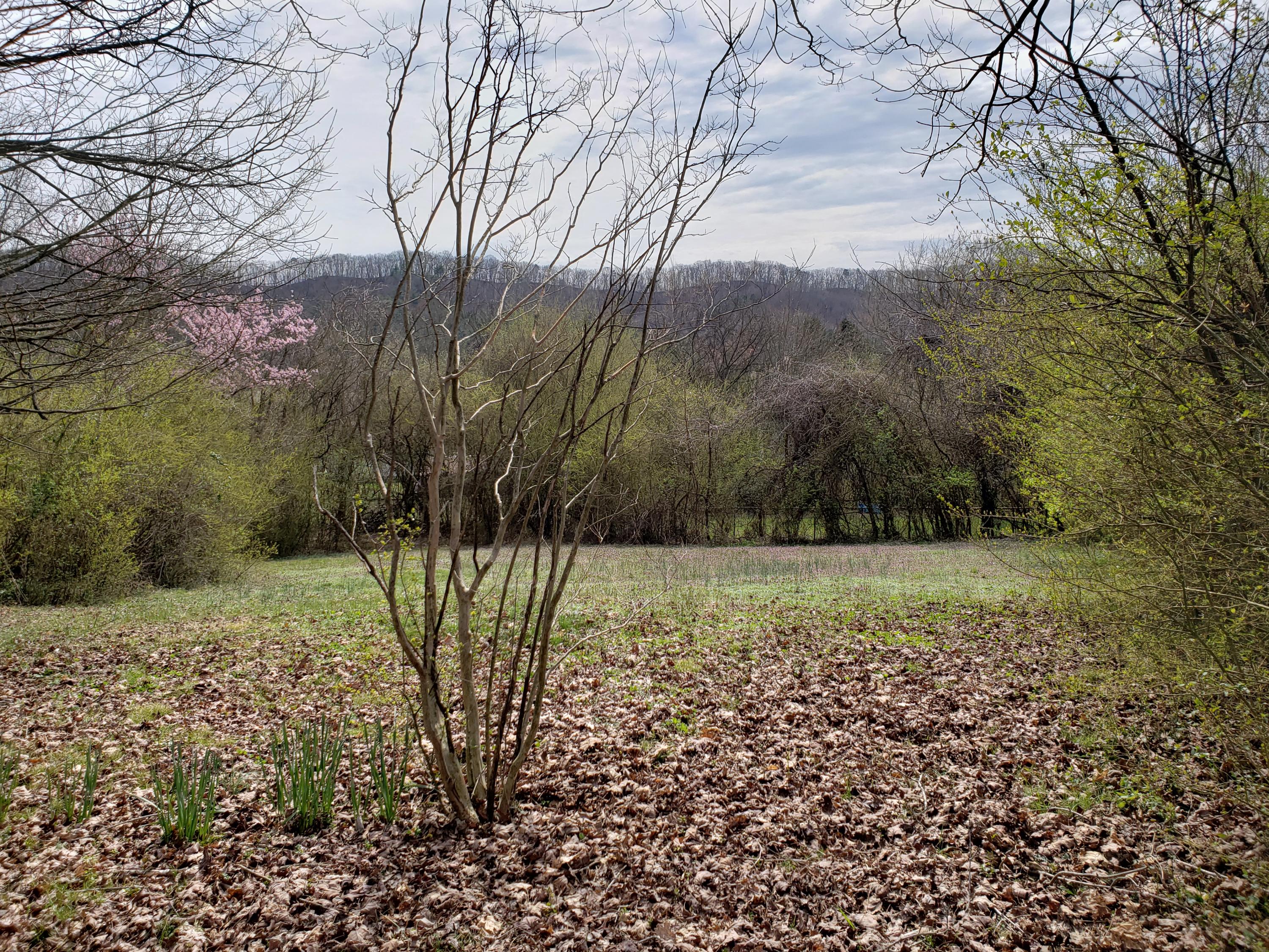 431 Robertsville Road Oak Ridge, TN 37830 - Photo 25 of 26 Back Views