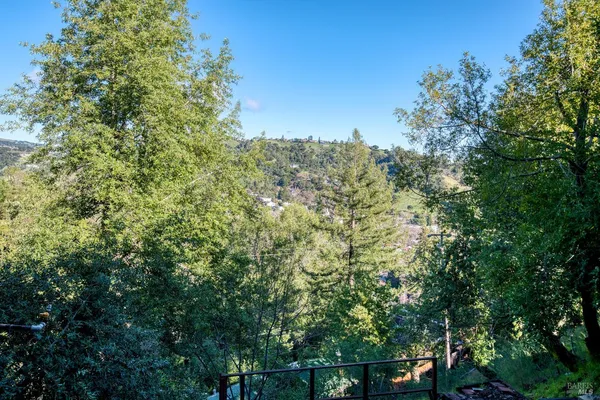 a view of a forest with a tree