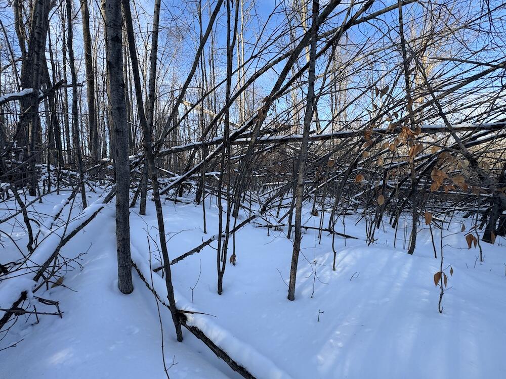 152-acres West Miller Road Mio, MI 48647 - Photo 104 of 137 IMG_9327 3