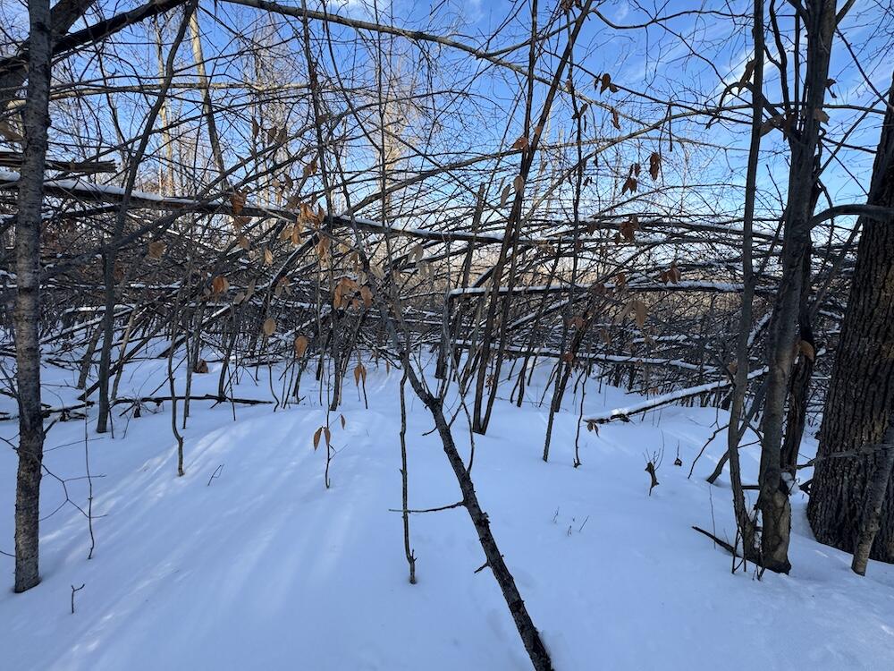 152-acres West Miller Road Mio, MI 48647 - Photo 105 of 137 IMG_9328 3