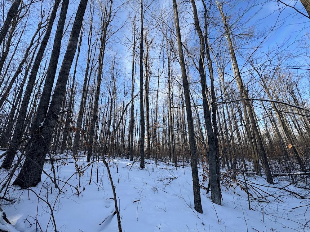 152-acres West Miller Road Mio, MI 48647 - Photo 107 of 137 IMG_9330 3