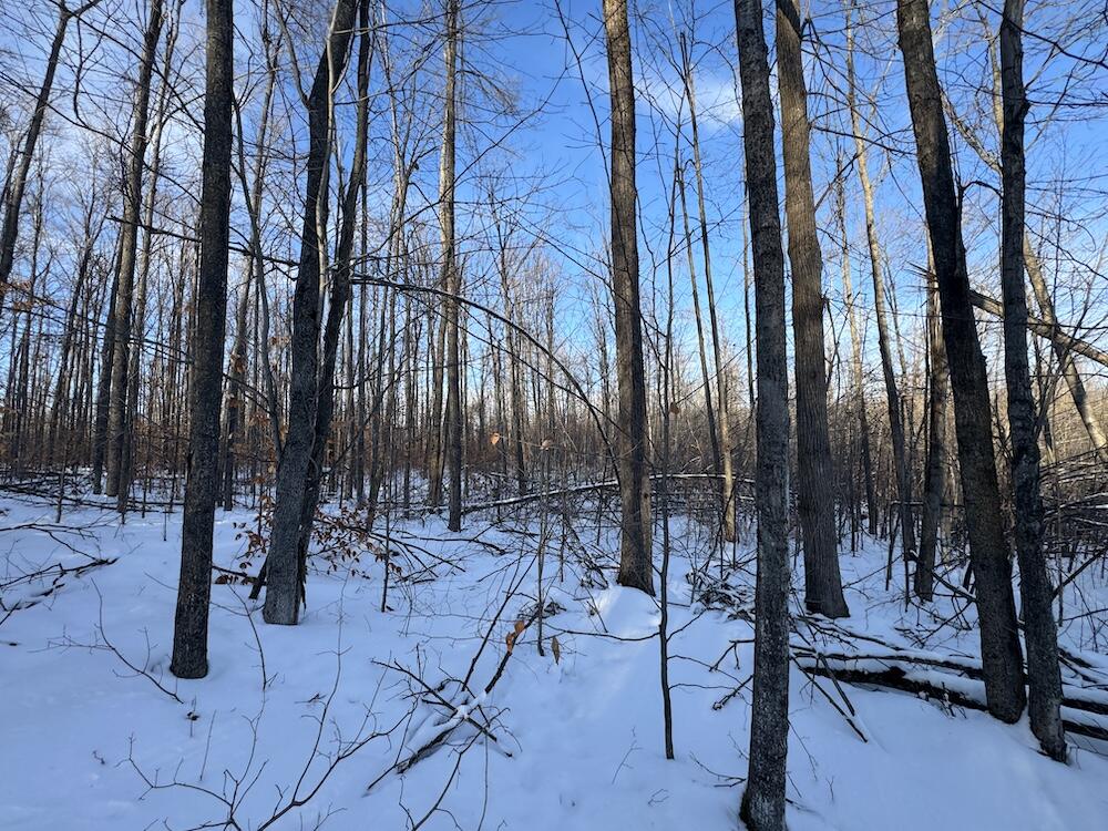 152-acres West Miller Road Mio, MI 48647 - Photo 108 of 137 IMG_9331 3