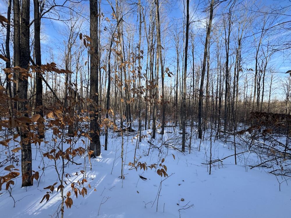 152-acres West Miller Road Mio, MI 48647 - Photo 111 of 137 IMG_9334 3