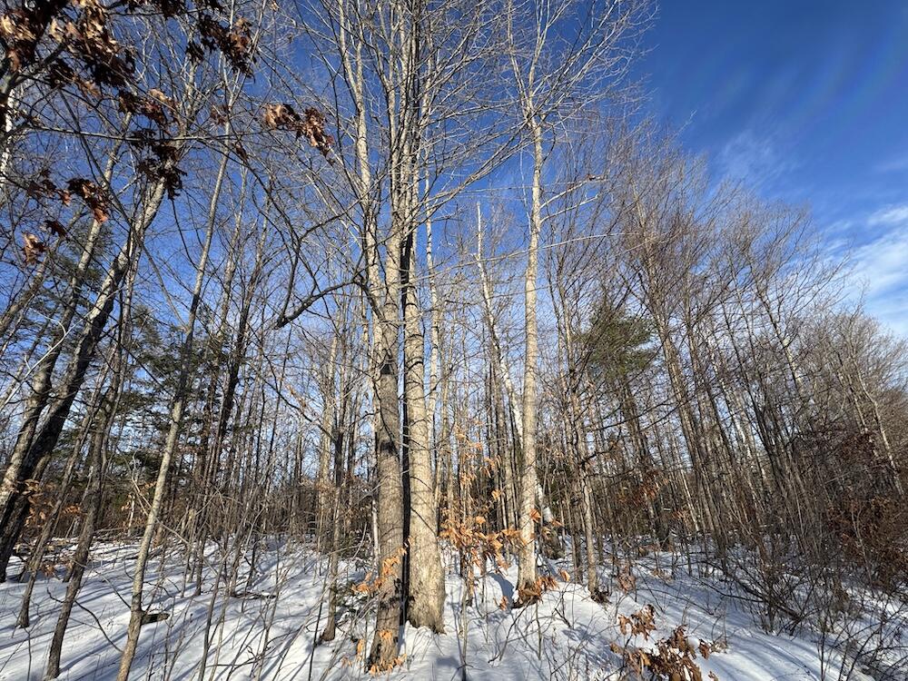 152-acres West Miller Road Mio, MI 48647 - Photo 51 of 137 IMG_9260 2