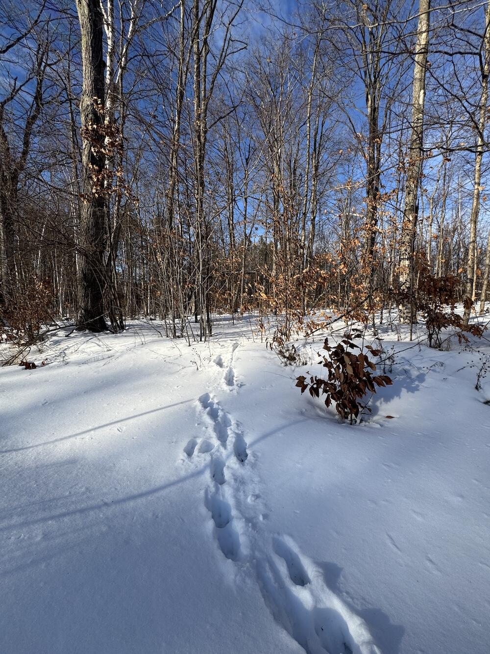 152-acres West Miller Road Mio, MI 48647 - Photo 52 of 137 IMG_9261 2