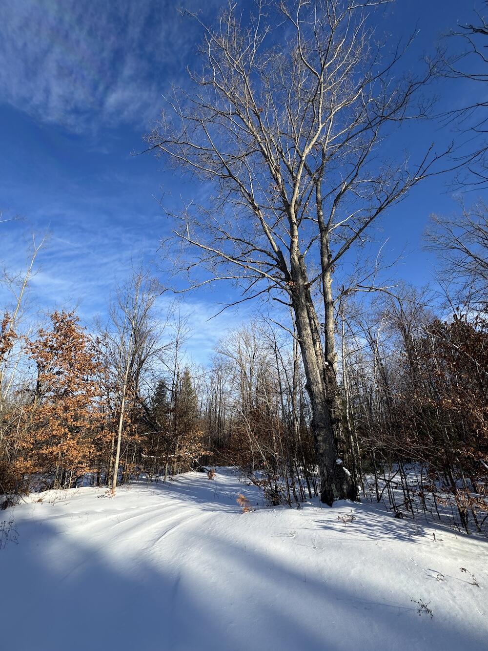 152-acres West Miller Road Mio, MI 48647 - Photo 56 of 137 IMG_9266 2