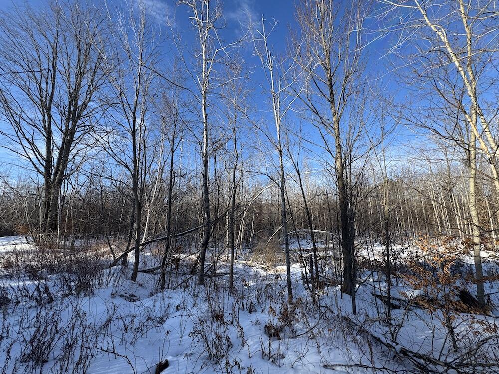 152-acres West Miller Road Mio, MI 48647 - Photo 57 of 137 IMG_9267 2