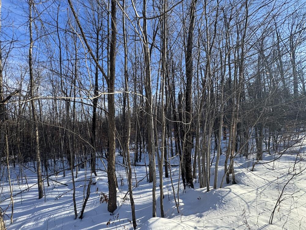 152-acres West Miller Road Mio, MI 48647 - Photo 63 of 137 IMG_9274 2