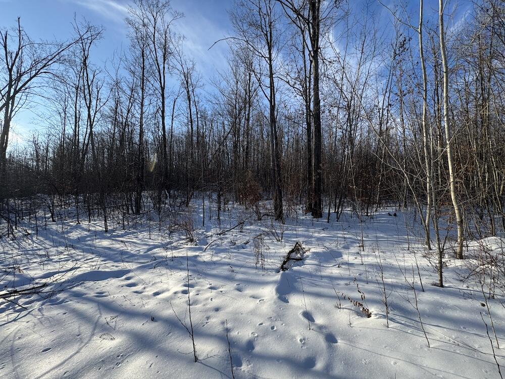 152-acres West Miller Road Mio, MI 48647 - Photo 96 of 137 IMG_9319 3