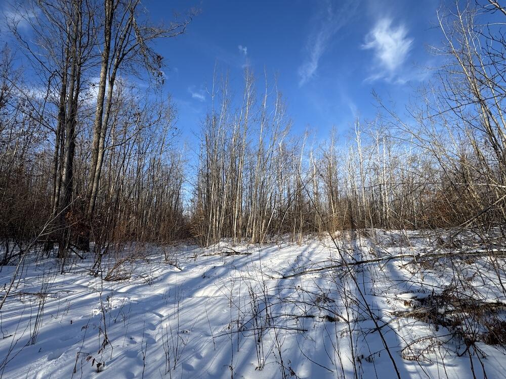152-acres West Miller Road Mio, MI 48647 - Photo 99 of 137 IMG_9322 3
