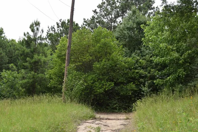 a view of a lush green space