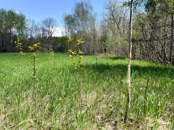 $208,000 | Tbd 15th Street Northwest, Bemidji, MN 56601