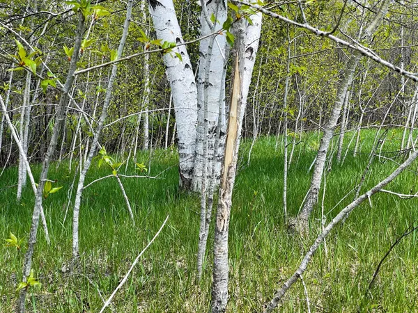 $208,000 | Tbd 15th Street Northwest, Bemidji, MN 56601