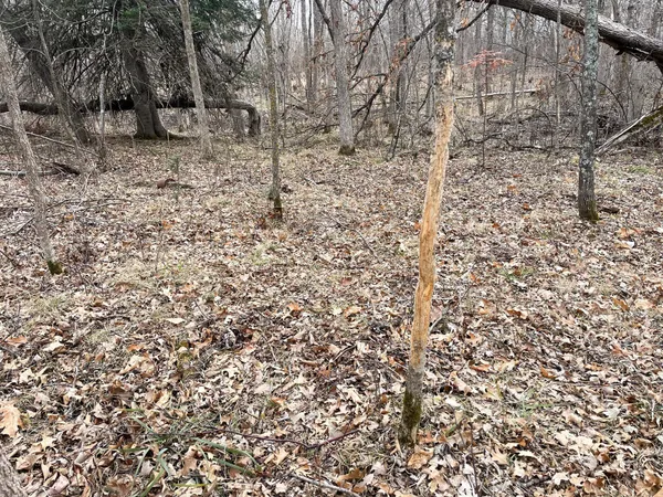 $208,000 | Tbd 15th Street Northwest, Bemidji, MN 56601