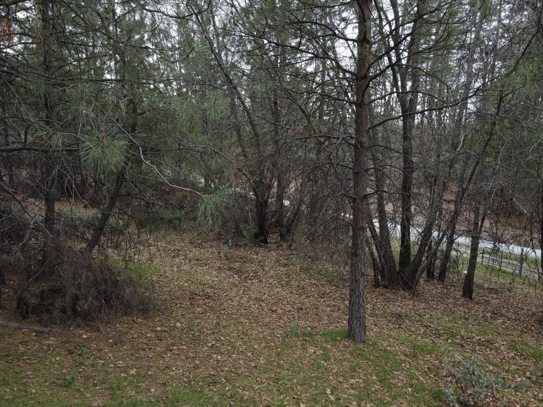 2805 Mason Road Rail Road Flat, CA 95248 - Photo 68 of 75 a view of a forest with trees in the background