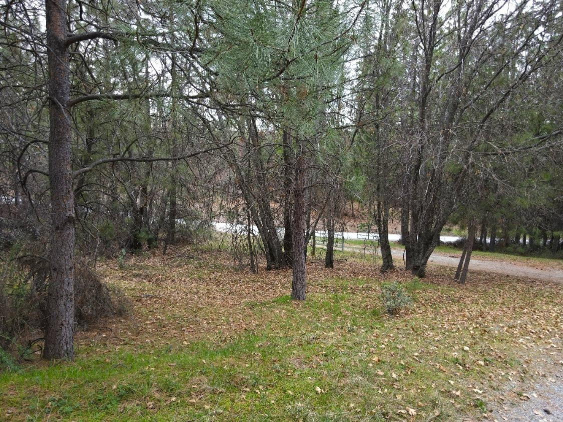 2805 Mason Road Rail Road Flat, CA 95248 - Photo 69 of 75 a view of backyard with tree