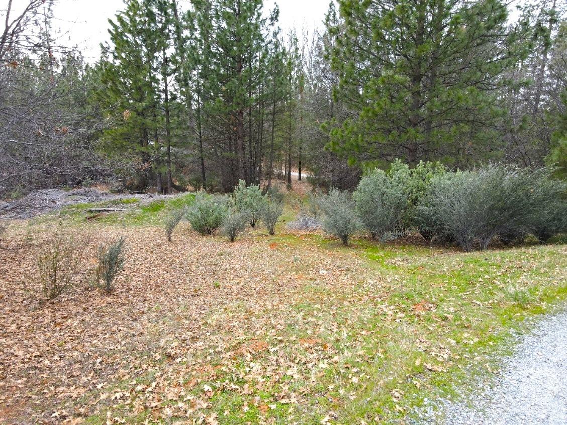 2805 Mason Road Rail Road Flat, CA 95248 - Photo 70 of 75 a backyard of a house with lots of green space