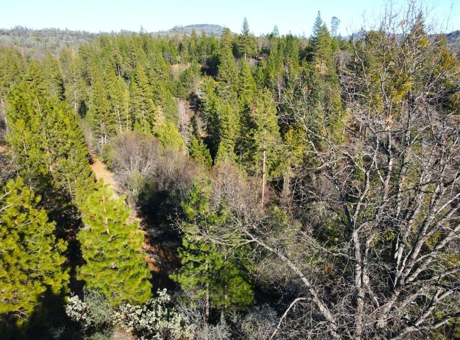 2805 Mason Road Rail Road Flat, CA 95248 - Photo 73 of 75 a view of a forest with a tree