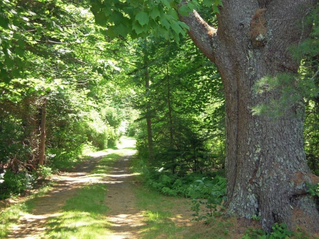320 Wallston Road Tenants Harbor, ME 04860 - Photo 2 of 25 The winding approach through the...