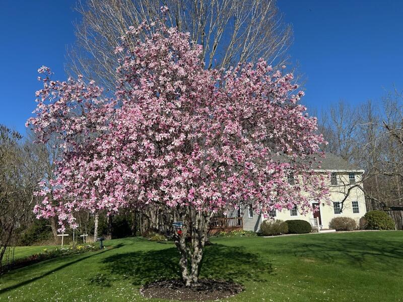 8 Oak Ridge Drive Standish, ME 04084 - Photo 49 of 50 IMG_2684
