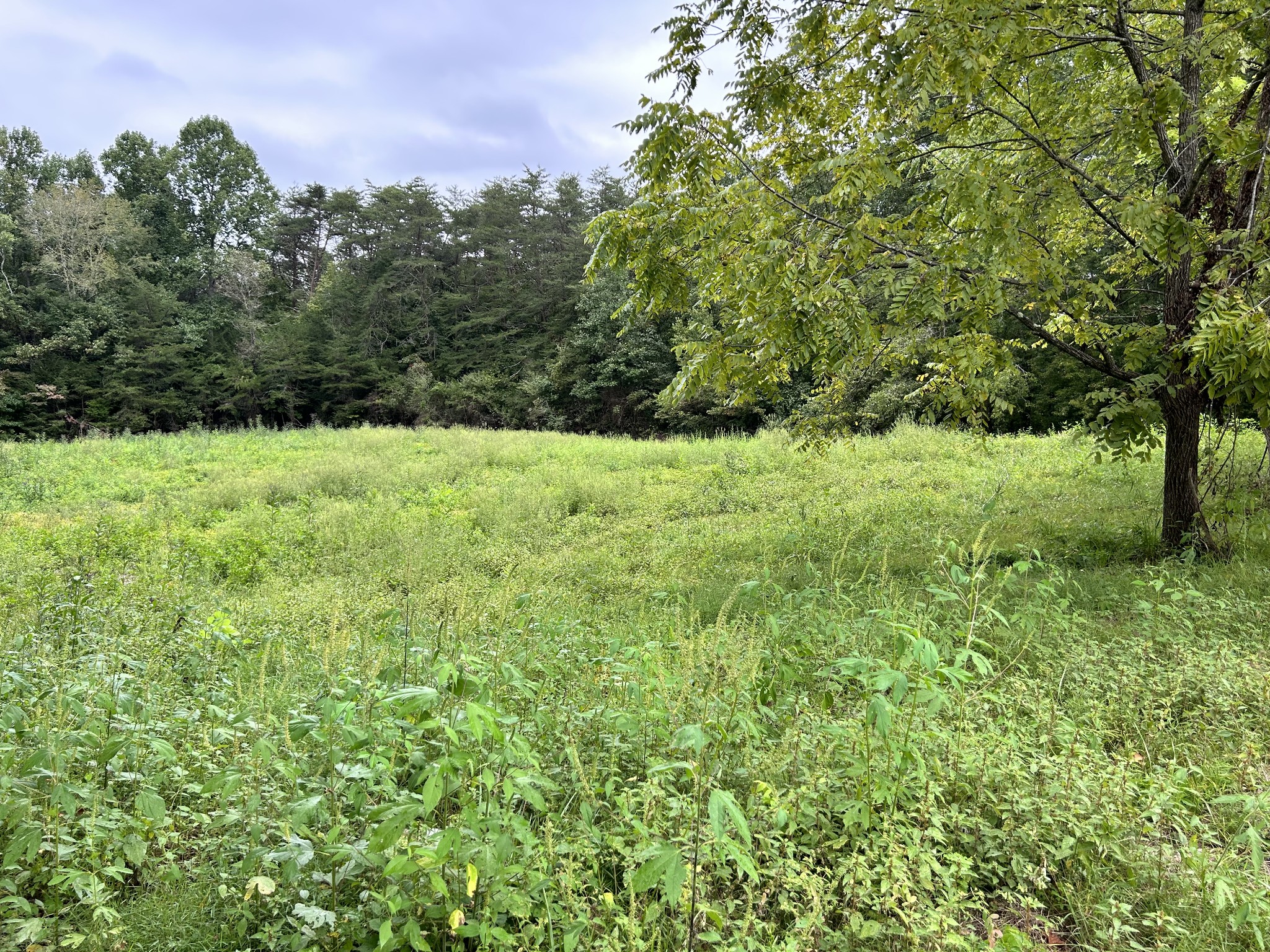 4 Lewis Wilson Road Spencer, TN 38585 - Photo 3 of 10 a view of outdoor space and yard