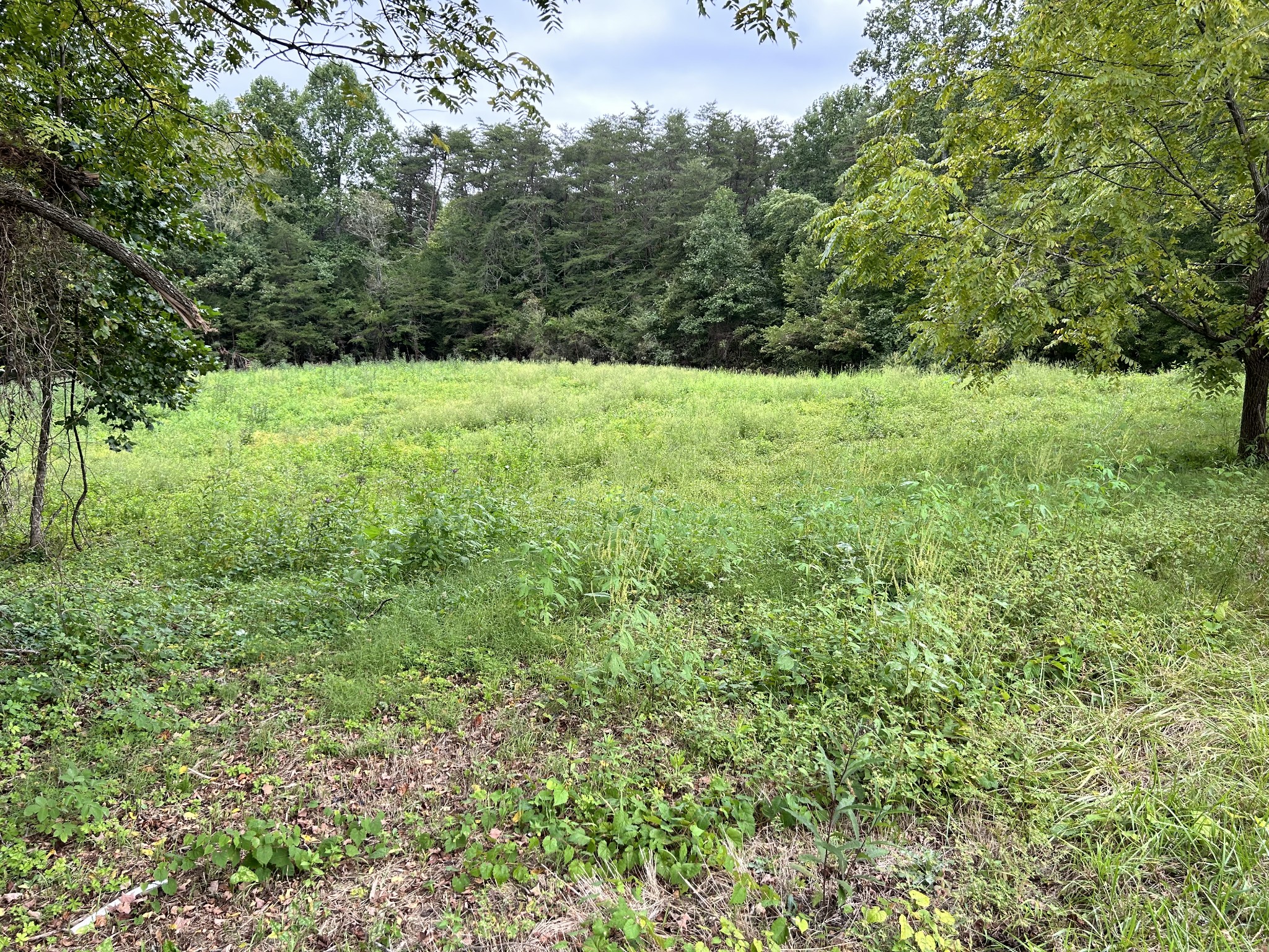 4 Lewis Wilson Road Spencer, TN 38585 - Photo 9 of 10 a view of green field with trees in the background