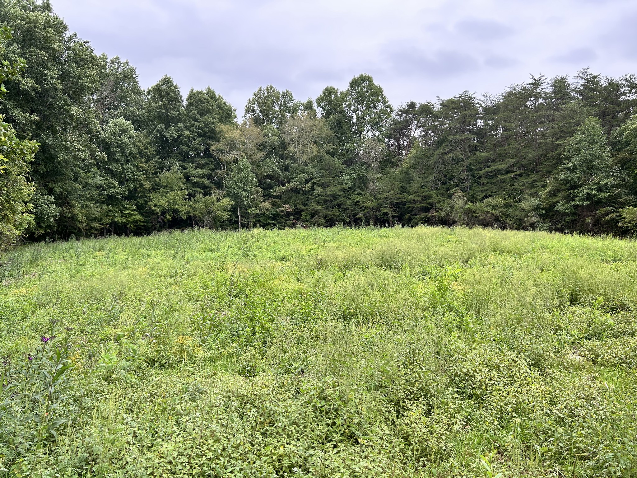 4 Lewis Wilson Road Spencer, TN 38585 - Photo 10 of 10 a view of a green field with lots of bushes