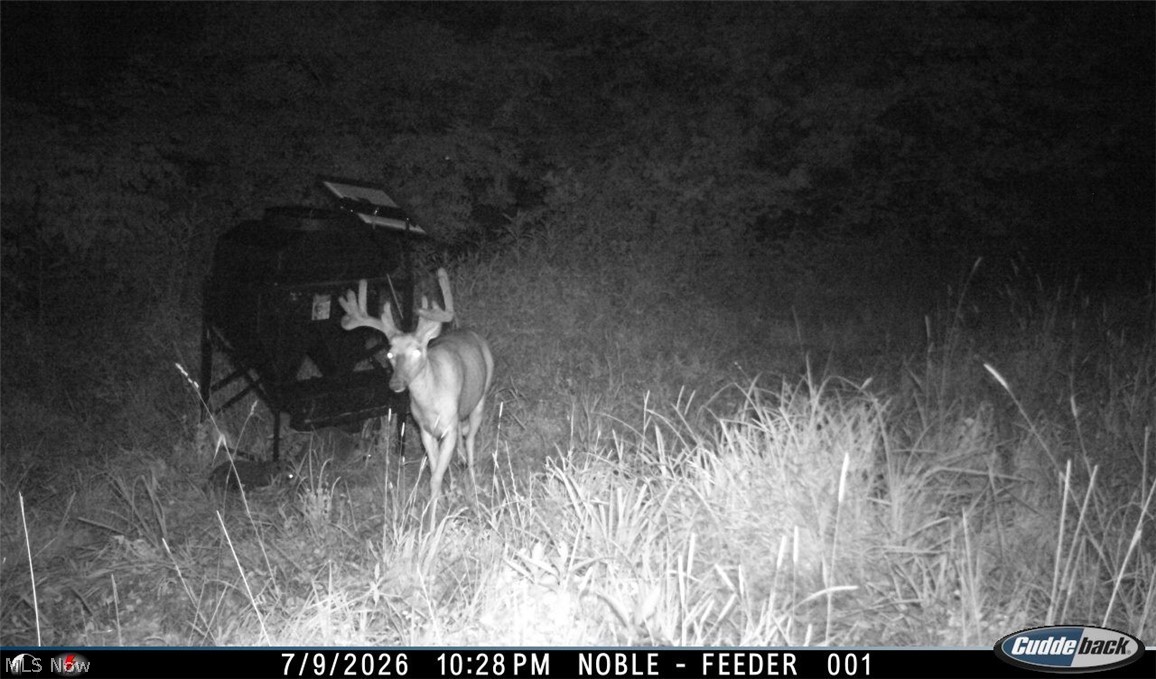Lew Marten Road Summerfield, OH 43788 - Photo 14 of 50 Gallery Image 14