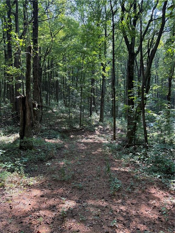 6180 Burnt Mountain Road Ellijay, GA 30536 - Photo 11 of 20 a view of a forest with trees in the background