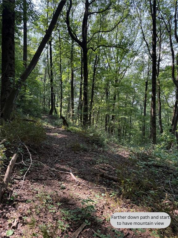 6180 Burnt Mountain Road Ellijay, GA 30536 - Photo 14 of 20 a big yard with lots of green space and trees