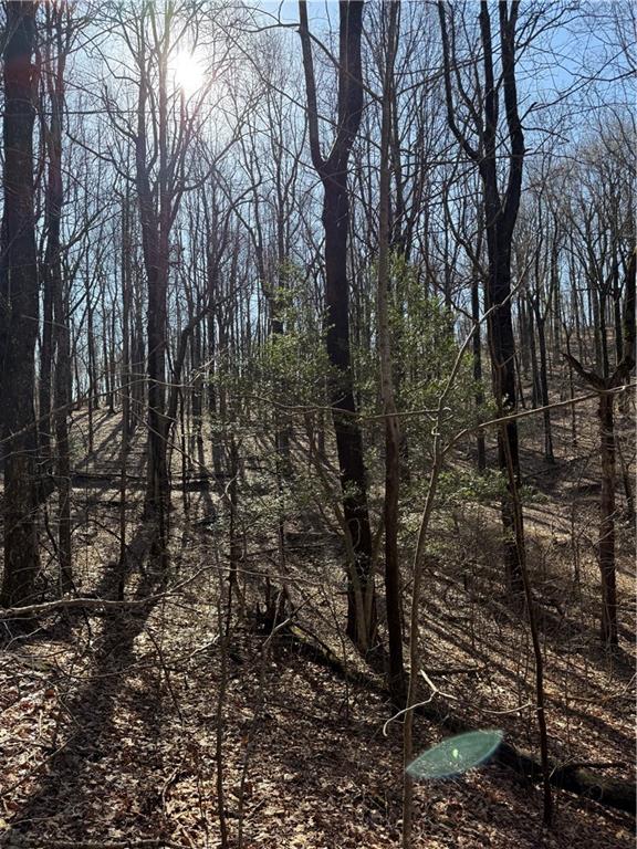 6180 Burnt Mountain Road Ellijay, GA 30536 - Photo 17 of 20 a view of a yard with lots of trees